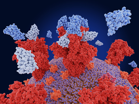 La inmunización pasiva con nanobodies bloquea la infección por SARS-CoV-2 photo