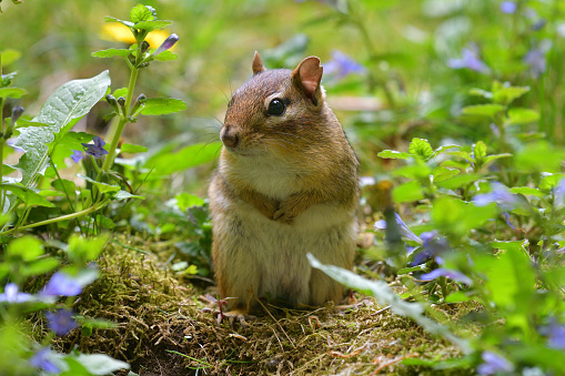Close-up of eastern chipmunk at burrow entrance amid spring flowers