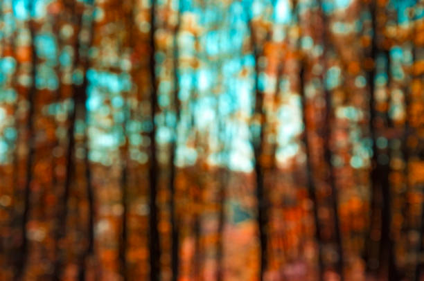 istock background side of autumn forest trunks and orange leaves 1318472597