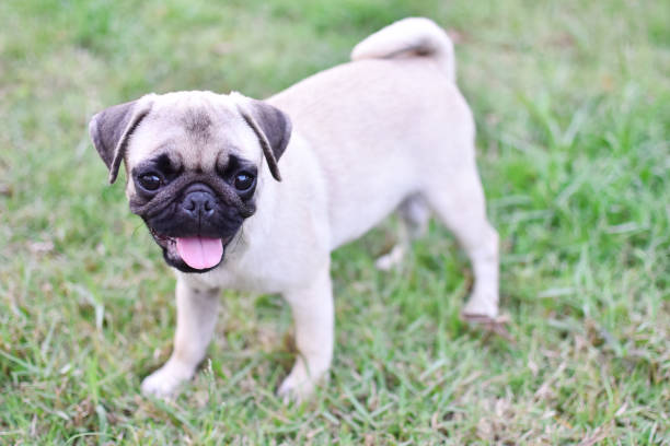 istock Smile puppy Pug 1318473712