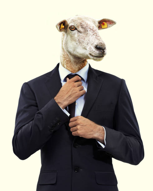 18,445 Funny Sheep Stock Photos, Pictures & Royalty-Free Images - iStock | Funny  sheep haircut, Funny sheep white background, Funny sheep face