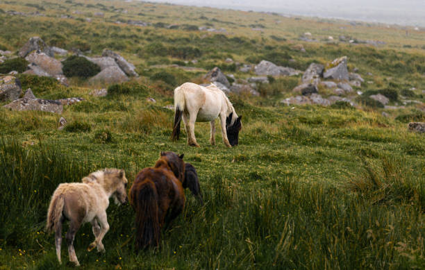 istock Horses graze during downpour in Dartmoor National Park 1318474174