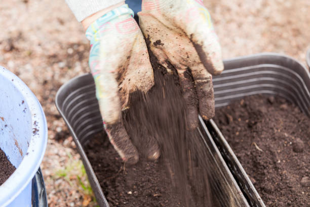 istock Gardener hands with brown dry soil, close up 1318474942