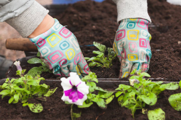 istock Gardener replants flower seedlings i 1318474958