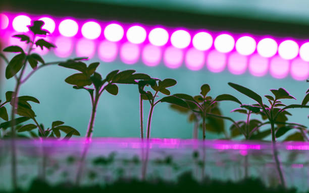 istock Green seedlings grow in plastic boxes 1318474993
