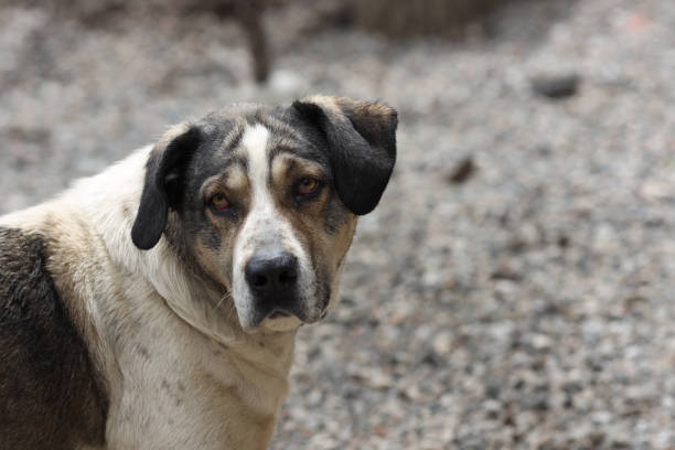 istock A large Caucasian wolfhound dog waiting for a walk with its owner. 1318475234