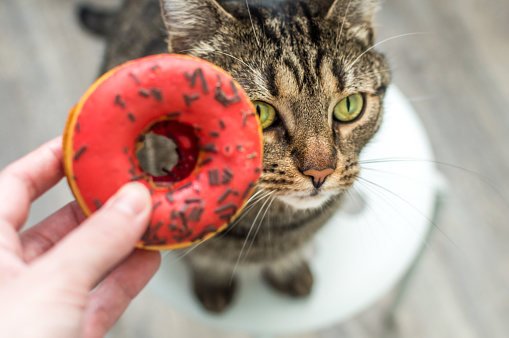 Portrait of funny cat with donut close-up
