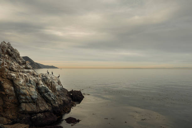 Two Pelicans and a Cormorant standing on a rock after sunset, Catalina Island, California.