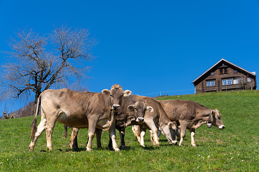 Quintessential Swiss Alps rural scenes with free roaming cattle and breathtaking landscapes near the resort village of Andem, St. Gallen, Switzerland