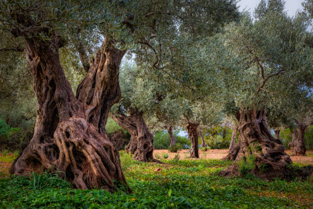 sehr alter olivengarten in serra de tramuntana in der nähe von sa foradada und son marroig von den balearen mallorca / spanien - olivenbaum stock-fotos und bilder