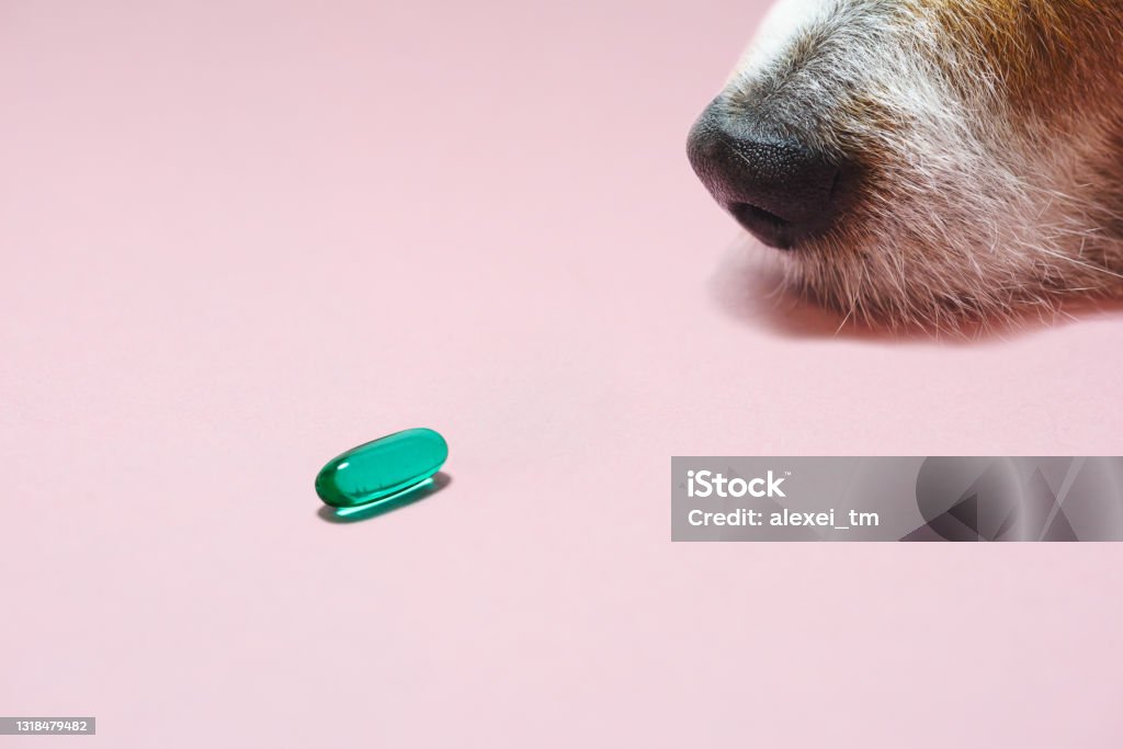 Senior dog looking at pill as healthcare and wellness of domestic animals concept Veterinary care concept in minimalist style Dog Stock Photo