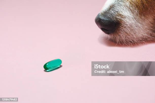 Senior Dog Looking At Pill As Healthcare And Wellness Of Domestic Animals Concept Stock Photo - Download Image Now
