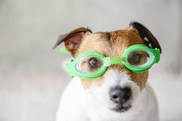Funny Dog Wearing Swimming Glasses To Dive In Pool Photo - Download Image Now -
