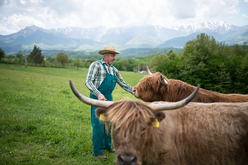 A portrait of an water buffalo