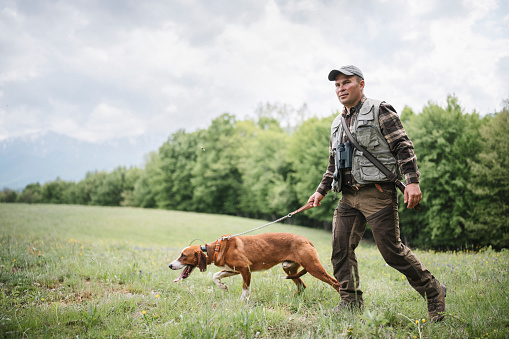 A side view of a hunter with hunting dog walking in the forest, modern hunting with GPS leash.