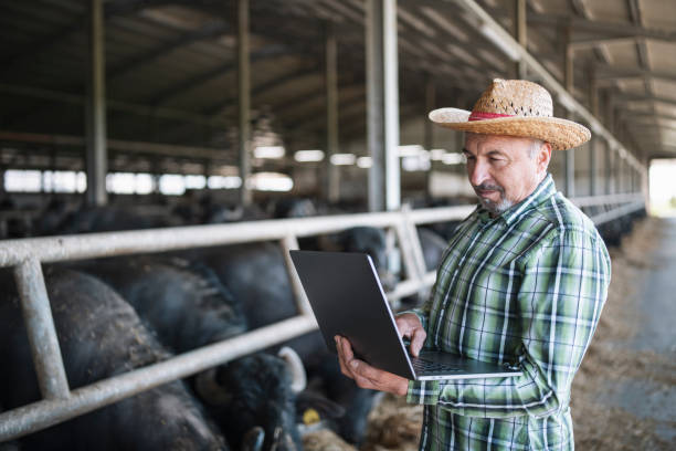 istock Farmer using a laptop in a cattle farm. 1318480092