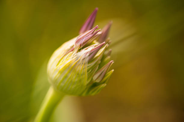 nahaufnahme eröffnungsbude von allium albopilosum - stern von persien - flower purple macro bud stock-fotos und bilder