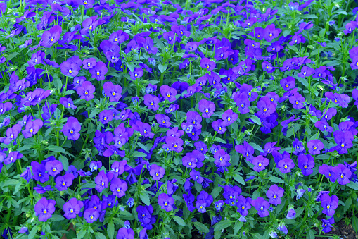Purple heliotrope flowers bloom in the garden in summer