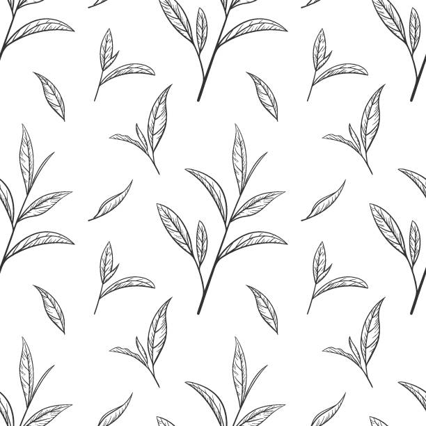 Hand drawn seamless patter green tea leaf, tips, flush Hand drawn green tea leaf, tips, flush. Sketch Organic food and drink. Vector illustration, seamless pattern black elements on a white background. For printing and design dried tea leaves stock illustrations