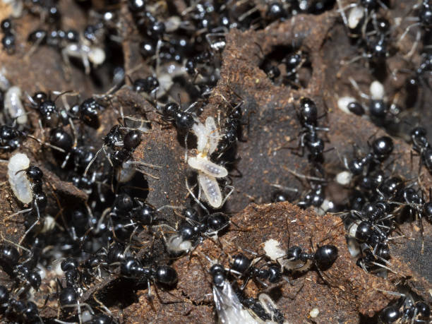 istock ants inside anthill in the wood 1318483255
