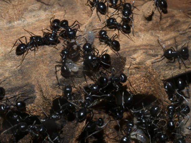 istock ants inside anthill in the wood 1318483351