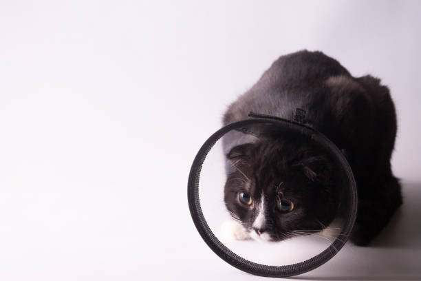 istock A frightened cat in a veterinary collar after castration. 1318483443