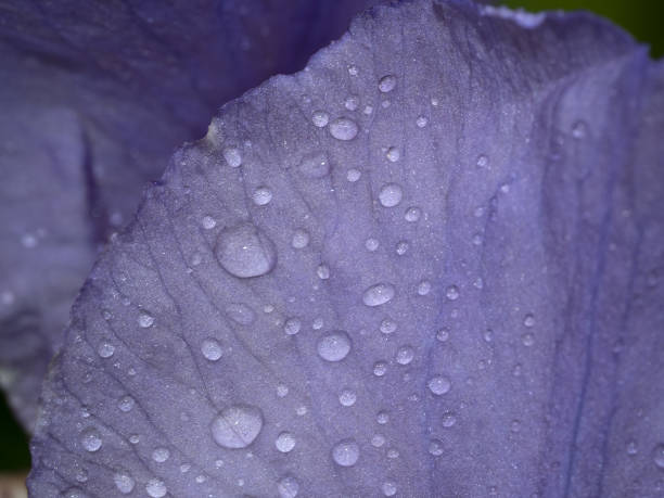 istock iris flower after the rain close up macro 1318483655