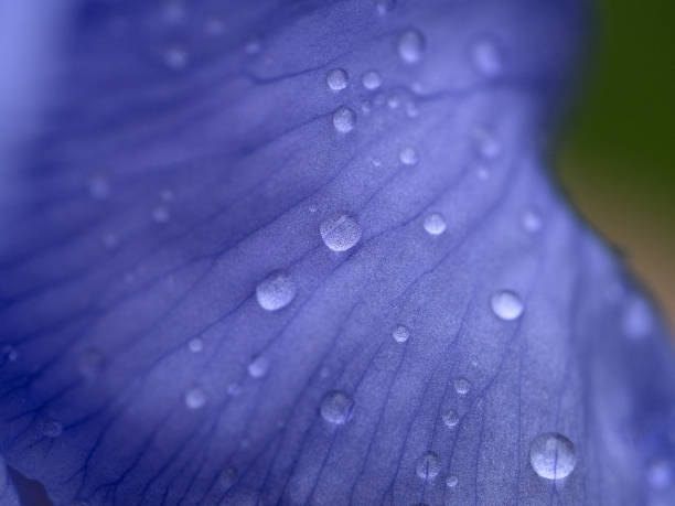 istock iris flower after the rain close up macro 1318483807