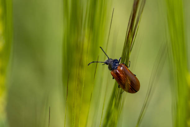 Megischia curvipes wheat insect close up macro detail