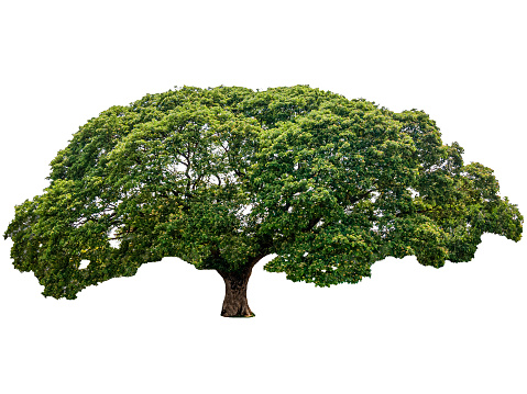 Samanea saman or Rain tree a big tree with green leaves shady. isolated on white background