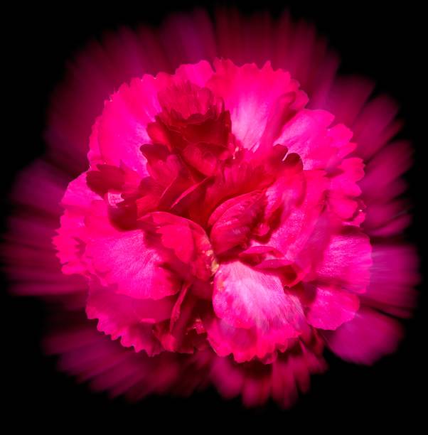 istock carnation flower growing on black background 1318484853
