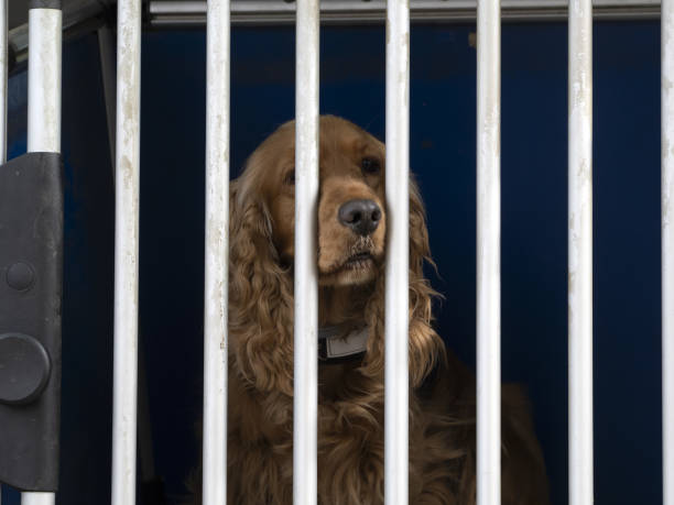 istock caged dog looking at you 1318485110