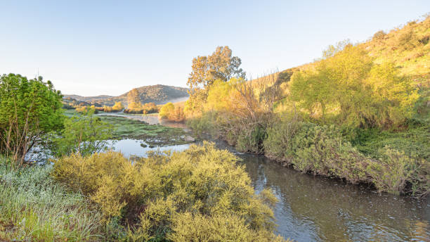 istock River with vegetation and mist at sunrise 1318485381