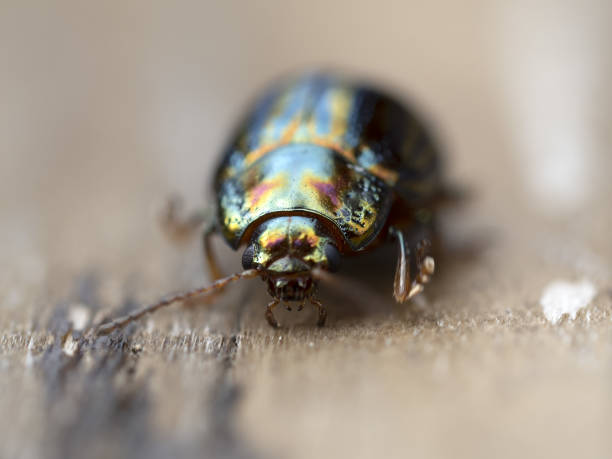 istock chrysolina green metallic beetle insect 1318487758