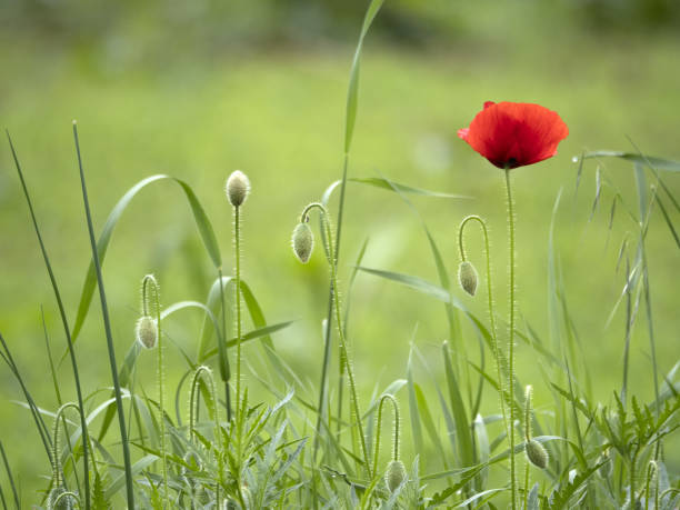 istock poppy flowers field moved by wind 1318488350