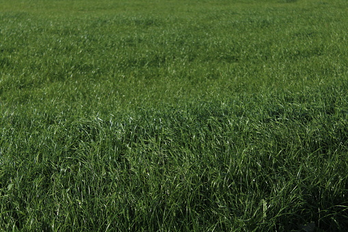 Nature's Colors: Sunset Over Green Grass