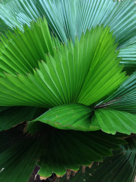 istock Palm tree leaves. Tropical trees background 1318489808