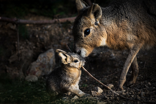 A few weeks old Patagonian mara cub with its mother sniffing each other. During the period while sucking milk, the young remain near the den, while the mothers often return to feed them.