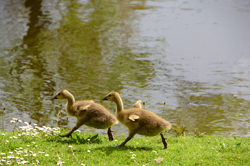 north brabant: springtime near a pond, two canada goslings running away with flapping wings. Grass with daisy flowers.