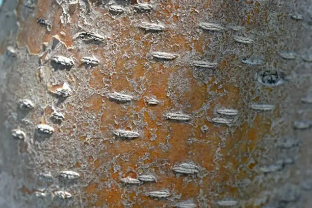 Trunk and bark of a rowan tree in the afternoon close-up