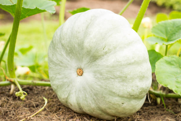 istock White pumpkin grows in the garden and is gaining ripeness. 1318492024