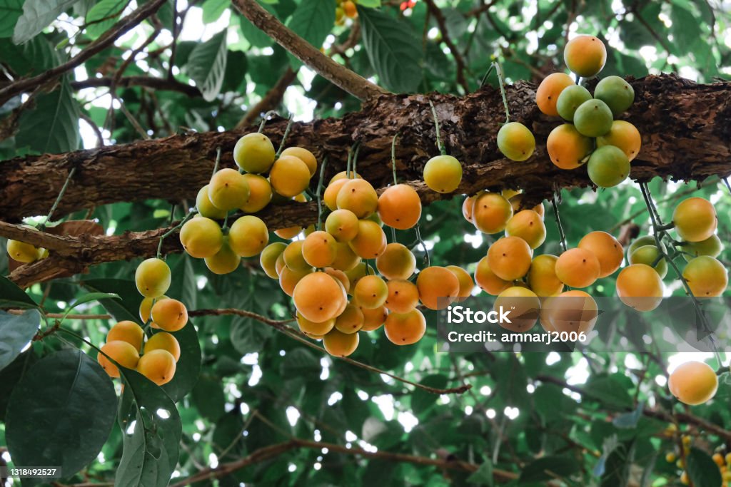 Mafai Tree Baccaurea Ramiflora Lour Or Burmese Grape Tree Mafai In Thai Sweet And ...