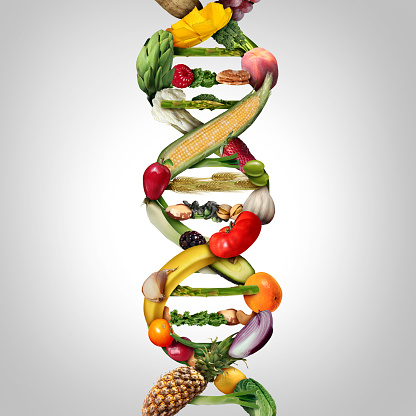 GMO food and Genetically modified crops or engineered agriculture concept using biotechnology and genetic manipulation through biology science as fruit and vegetables as a DNA strand symbol with 3D illustration elements.