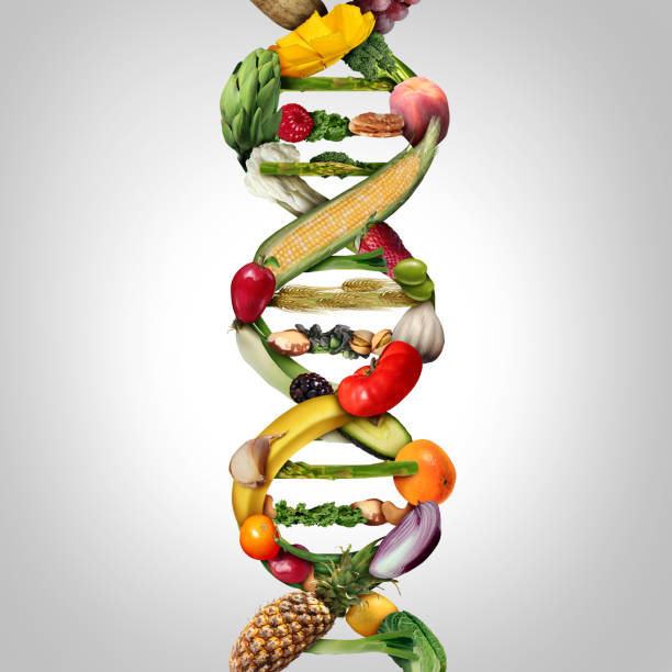 GMO Food GMO food and Genetically modified crops or engineered agriculture concept using biotechnology and genetic manipulation through biology science as fruit and vegetables as a DNA strand symbol with 3D illustration elements. genetic modification photos stock pictures, royalty-free photos & images