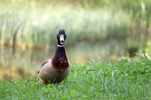 Portrait of male wild duck at lake coast