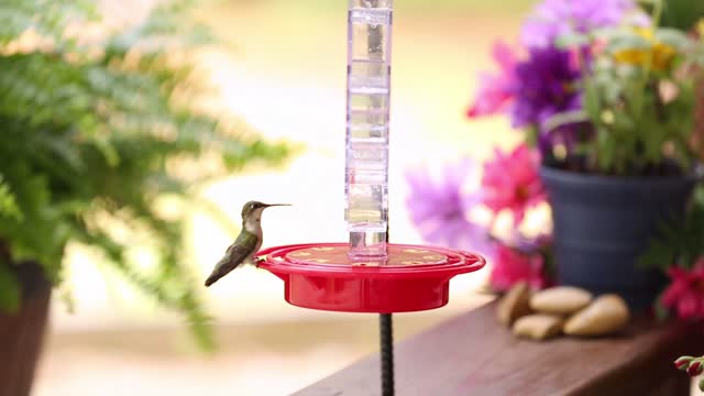 Hummingbirds at a feeder in the springtime.
