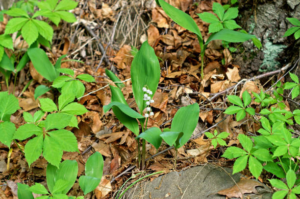 paesaggio primaverile con mgli di valle (convallaria majalis) - riverdale the bronx foto e immagini stock