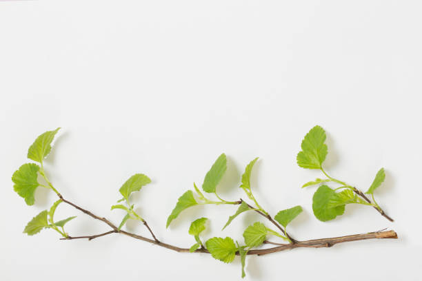 istock young green leaves on branches on paper background 1318494896