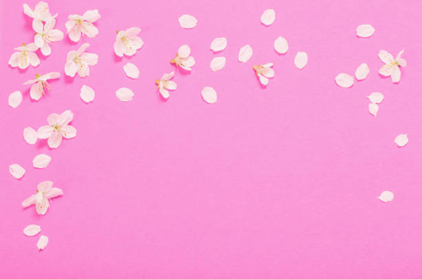 istock spring flowers on pink paper background 1318494937