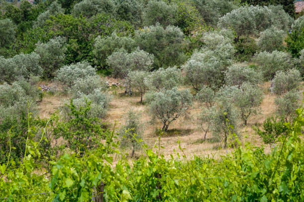 istock Landscape in Tuscany, Italy 1318496405